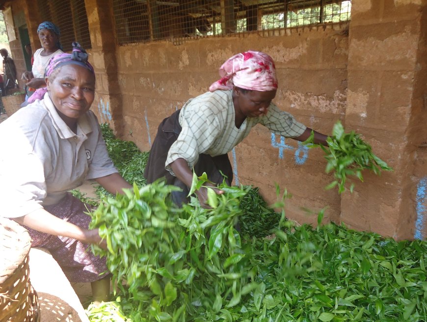 Hawking of green leaf to blame for reduced tea production in Murang’a