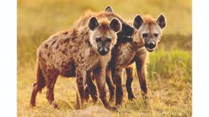 Hyena attacks anger farmers