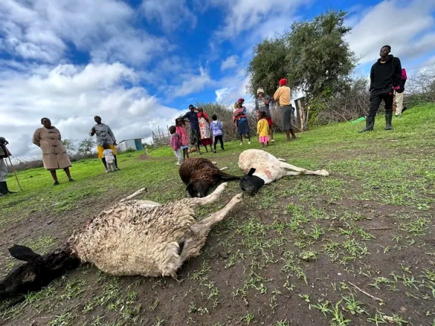 Lionesses kill sheep in Kajiado