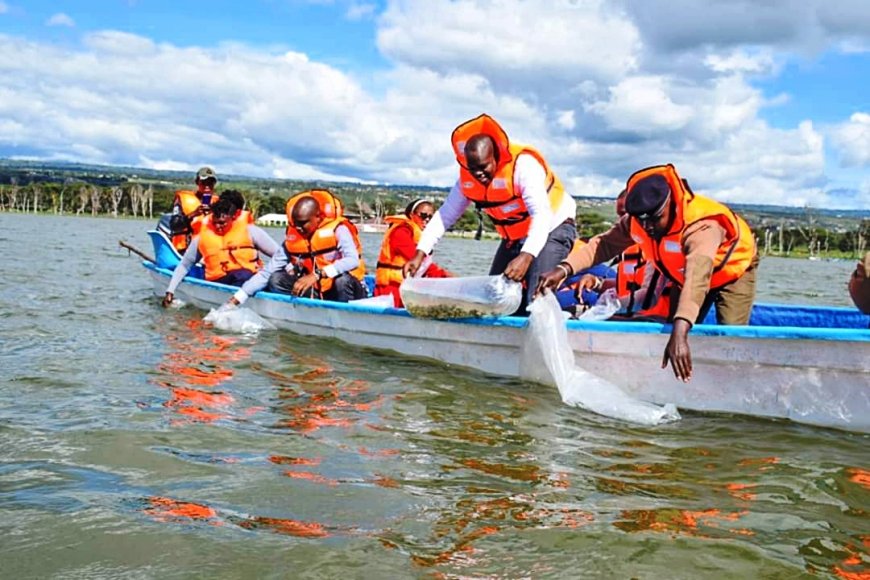 Nakuru County government restocks Lake Naivasha with 150,000 fingerlings