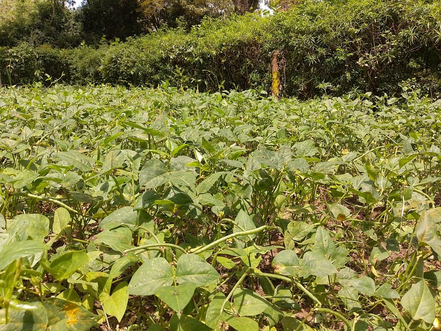 Exploring the Culinary Wonders of Cowpea Leaves