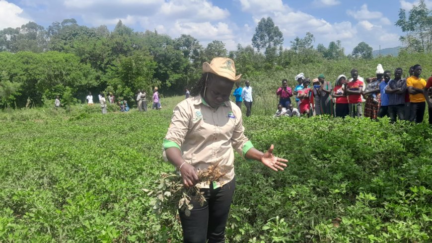 County promotes groundnuts to alleviate poverty