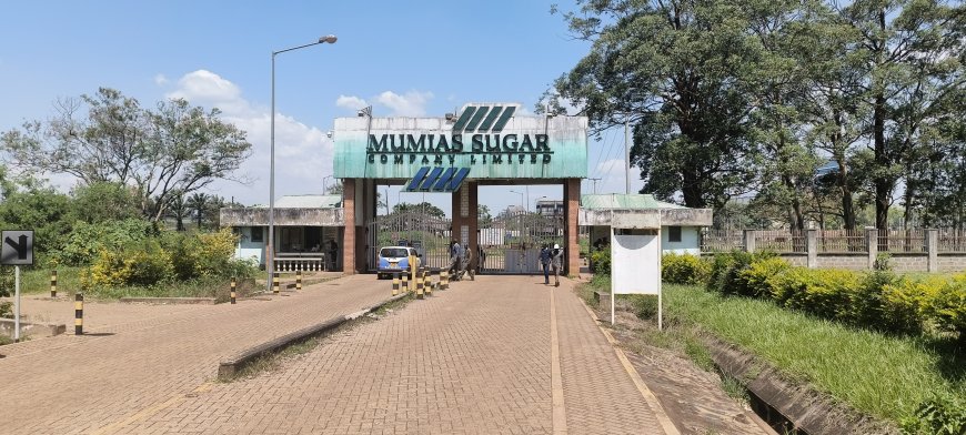 Mumias Sugar Company begins operations