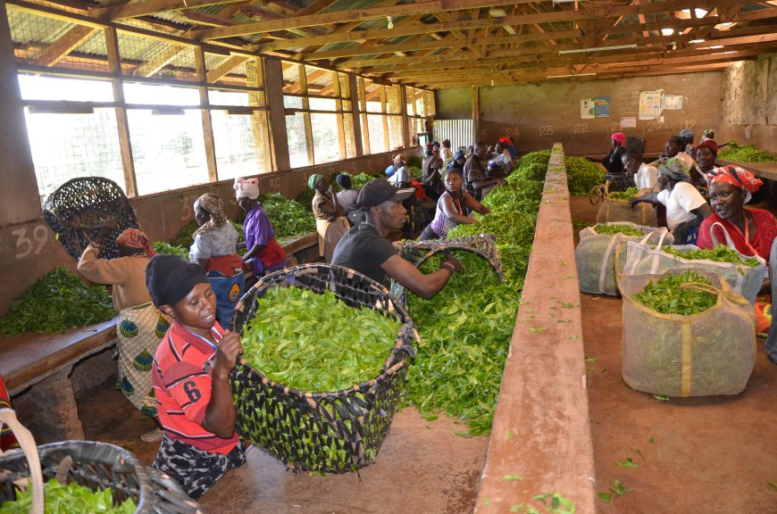 KTDA set to increase monthly payment for smallholder tea farmers