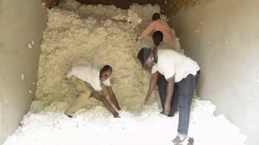 Farmers in Busia County await bumper harvest of BT cotton