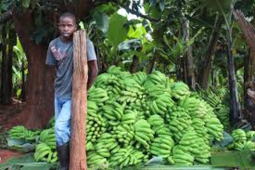 Banana Farmers Trained on Good Farming Practices