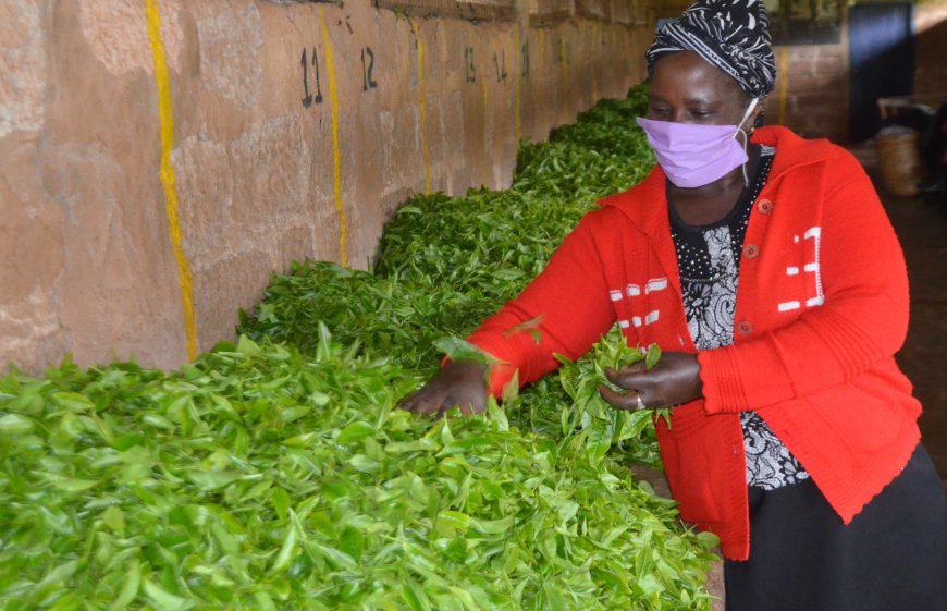 Tea factories in Murang’a ready to sign management agreement with KTDA