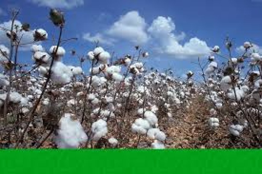 Government Raises Price of Cotton