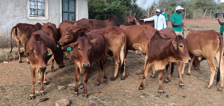 KVDA initiative to improve traditional cow breeds in Samburu