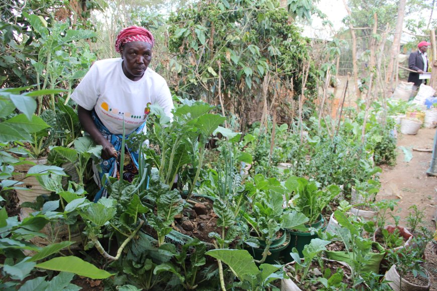 Women in ASAL counties use climate-smart farming to fight poverty