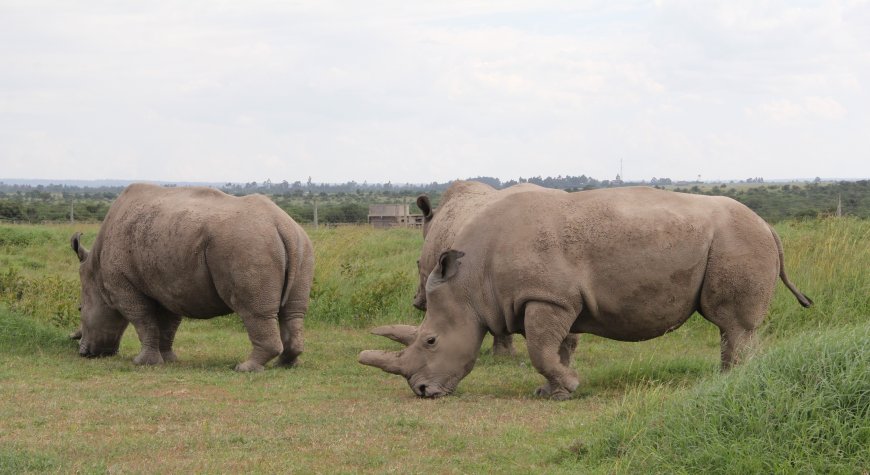 Conservationists look for new territories to translocate black rhinos