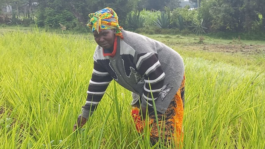 Farmers trained on forage production through climate smart innovations