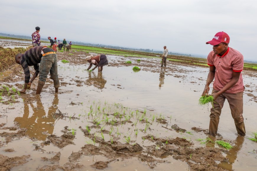 Farmers Urge To Be Patient as New Pesticide Being Researched