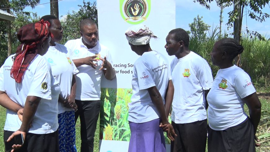 Sorghum Farmer expects bumper harvest