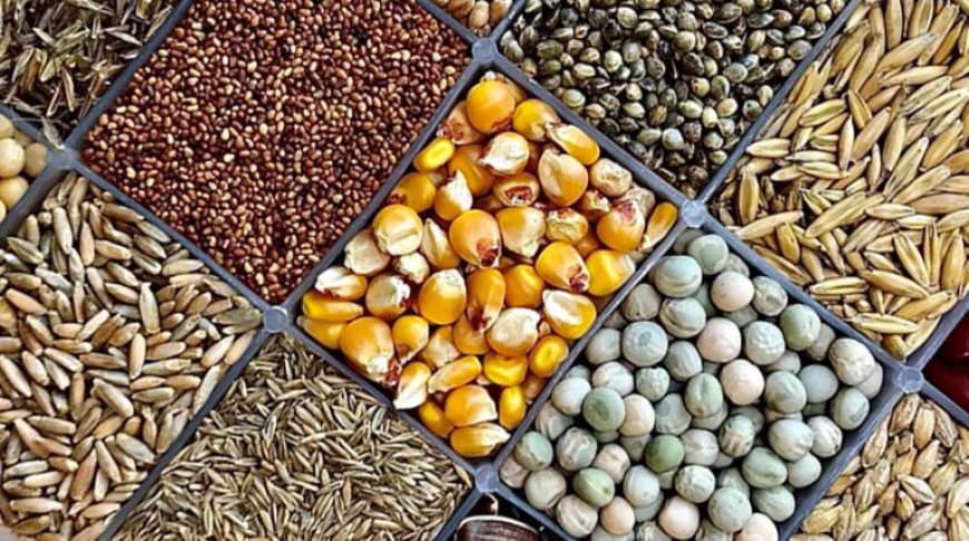 Farmers urged to shun counterfeit seeds