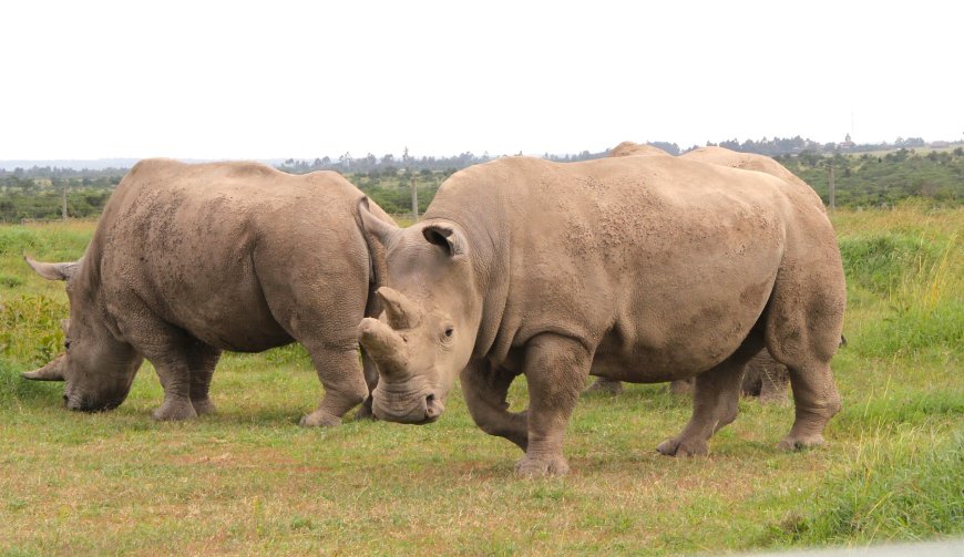 Hope for the northern white rhino