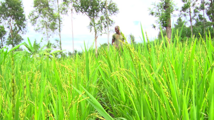 Migori farmers urged to plant non irrigated rice variety