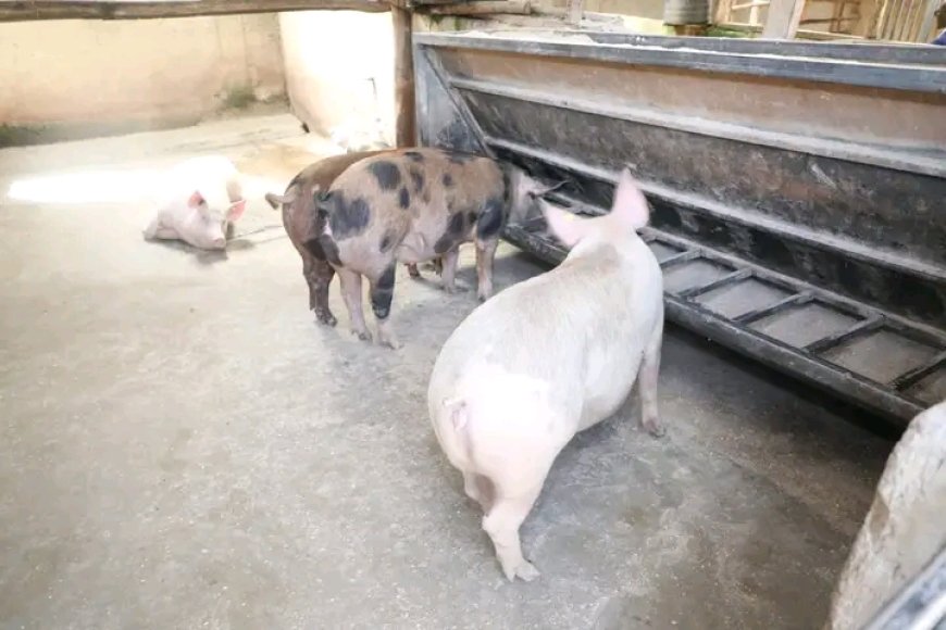 Kakamega County to train farmers on profitable value chain in pig farming