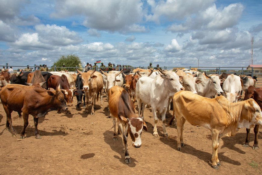 Kindiki witnesses handover of stolen cattle in Laikipia