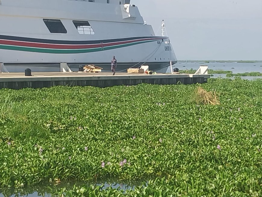 Water Hyacinth hamper business activities in Lake Victoria