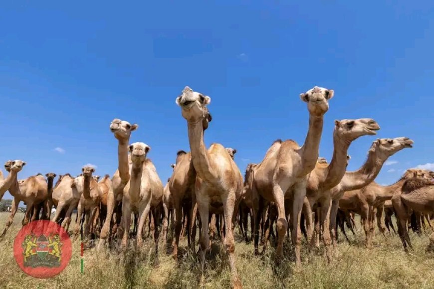 Herders recover over 200 camels stolen by bandits