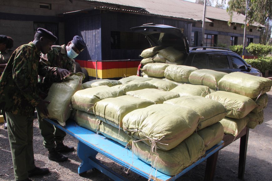 Authorities seize bhang worth Sh5 million in Nanyuki