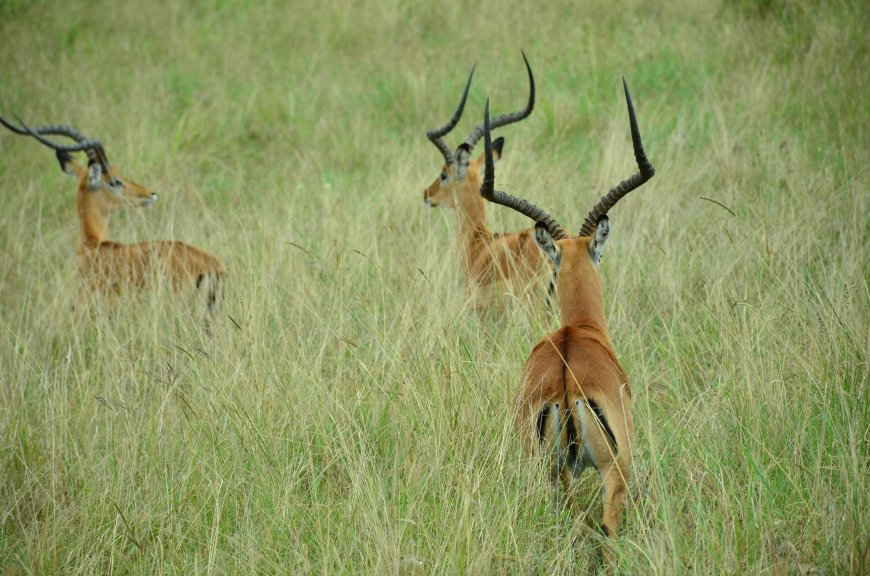 A section of Maasai Mara Committee members rubbish Senator Ledama’s claims