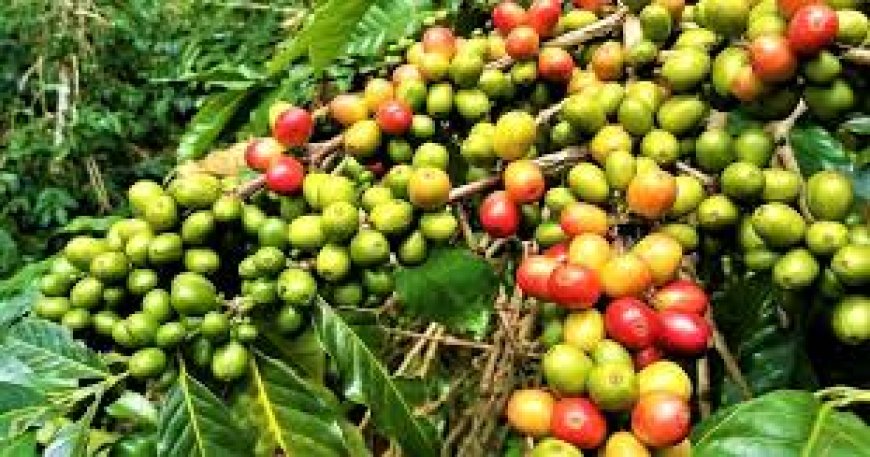 A coffee bush at harvesting time