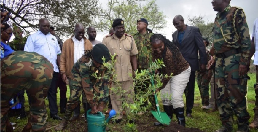 More farmers in Meru embrace commercial tree farming