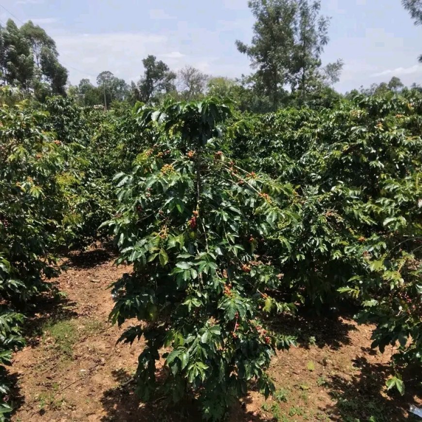 Coffee Farmers to Get Sh.80 Guaranteed Minimum Return Price, Government Announces