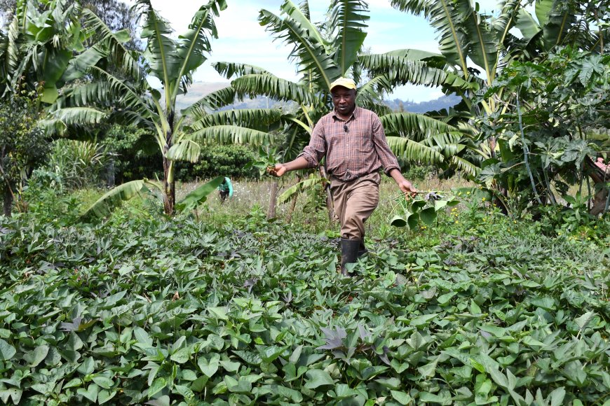 Tribulations of Subukia Tomato  Farmer