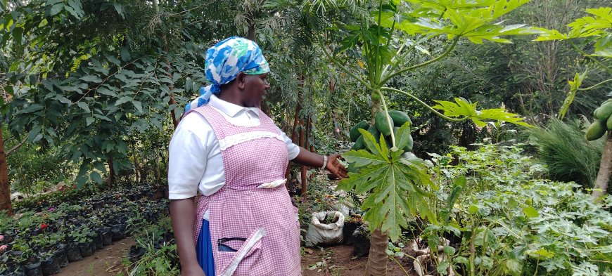 Women in Narok urged to venture into tree growing business