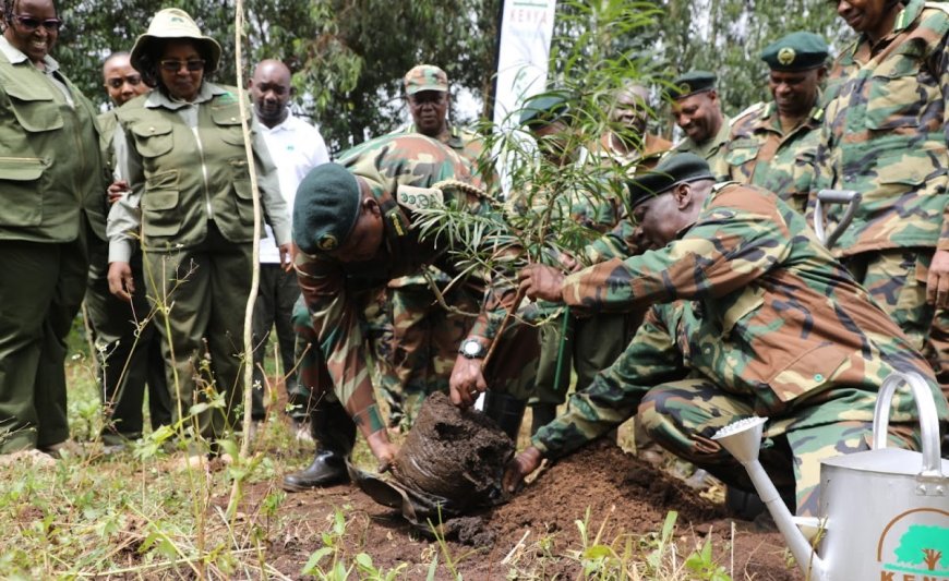 KFS to continue nurturing tree seedlings to plant over 300m trees