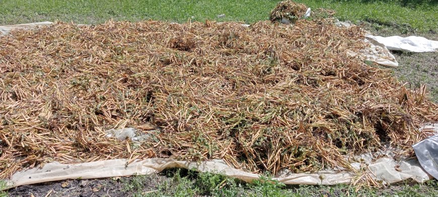 Farmers risk losing beans harvest as rains continue