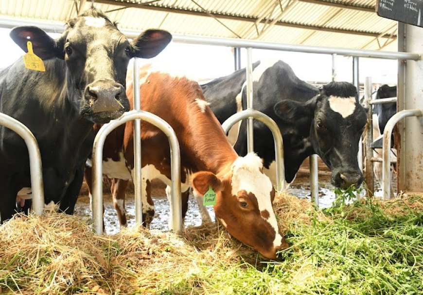 Government to train dairy farmers in Kiambu