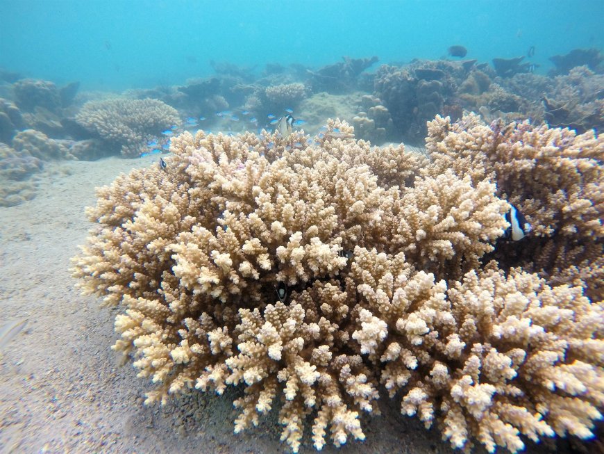 CDA scaling up coral reef conservation projects