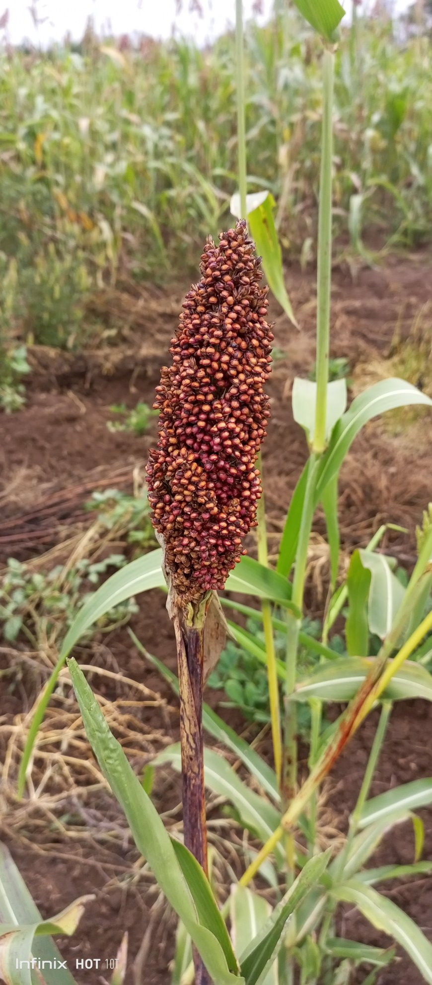 Farmers urged to grow drought resistant crops