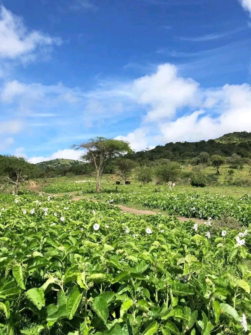 Invasive weed proves a menace to Kajiado livestock farmers