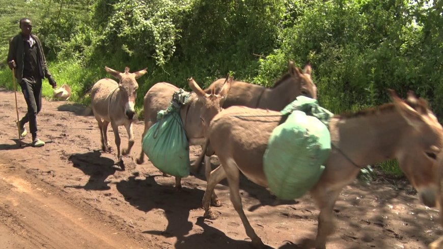 Donkey owners in Narok decry rampant donkey theft