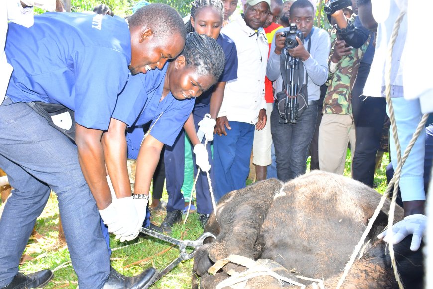 Nyamira County Revamps Artificial Insemination (AI) to boost dairy farming