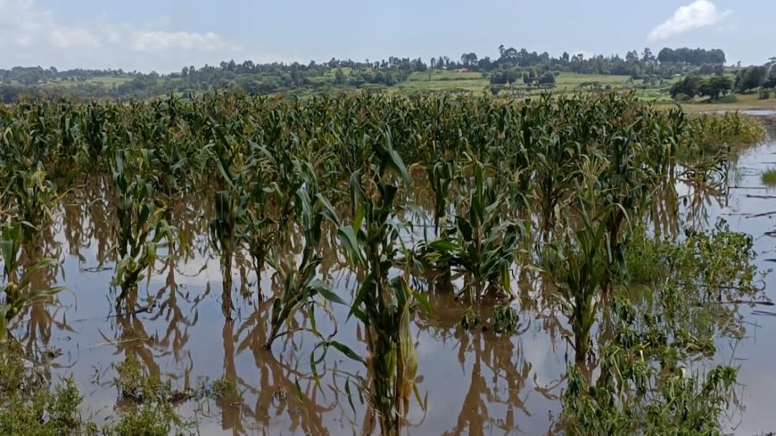 50 homesteads submerge in Narok