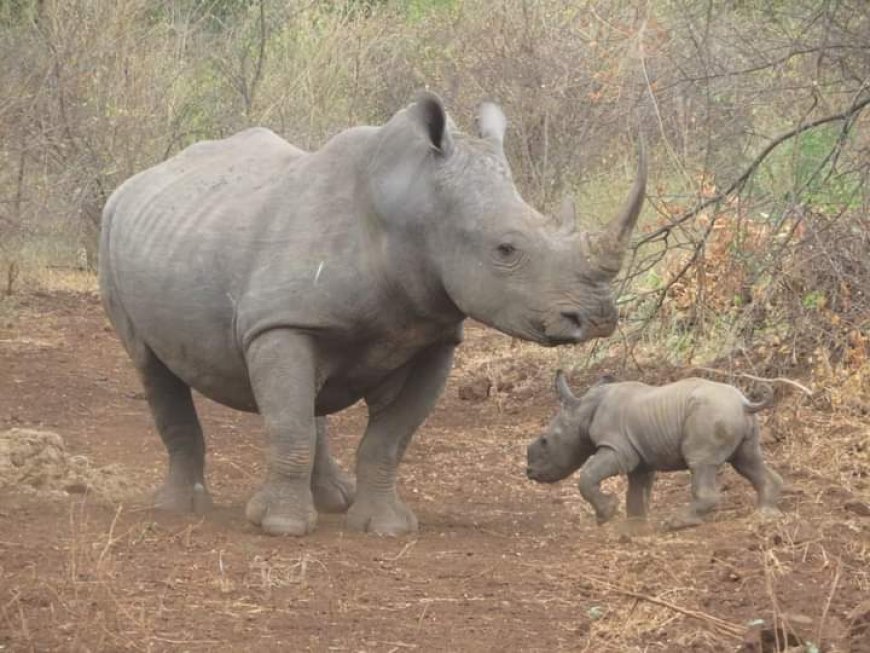 Joy as baby rhino is born in Meru