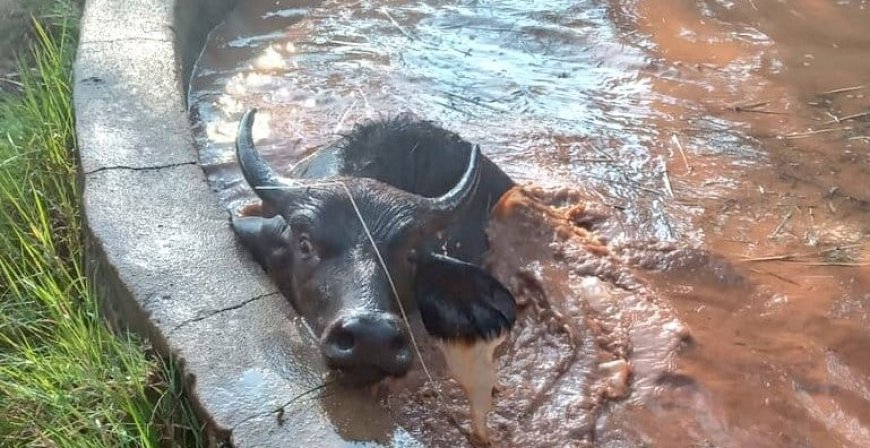 KWS rangers rescue buffalo trapped inside an old water tank