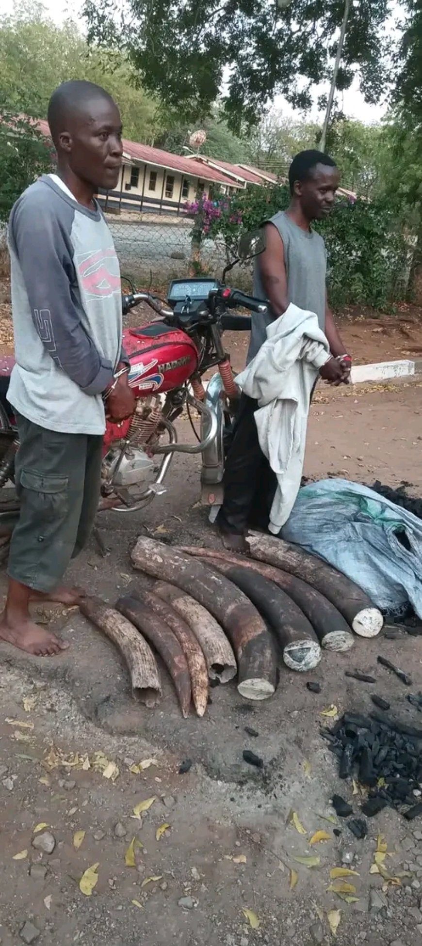 Two arrested in Possession of Elephant tusks worth Ksh.5.8 Million