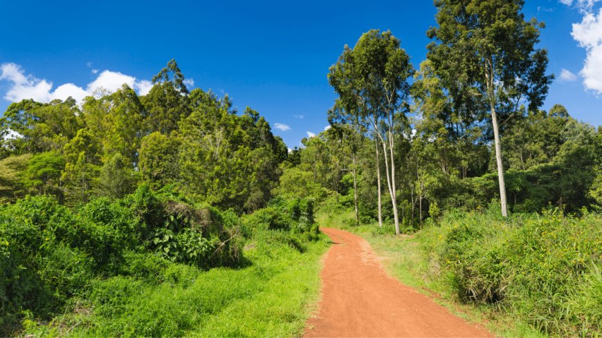 Kenya steps up efforts to restore Karura Forest