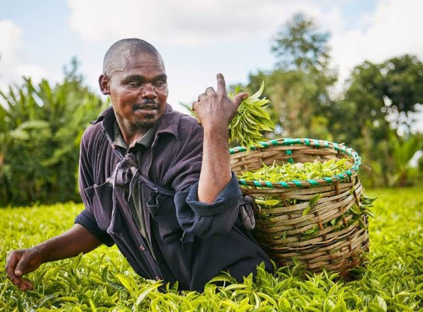 KTDA announces refund date of fertilizer suspense to smallholder farmers