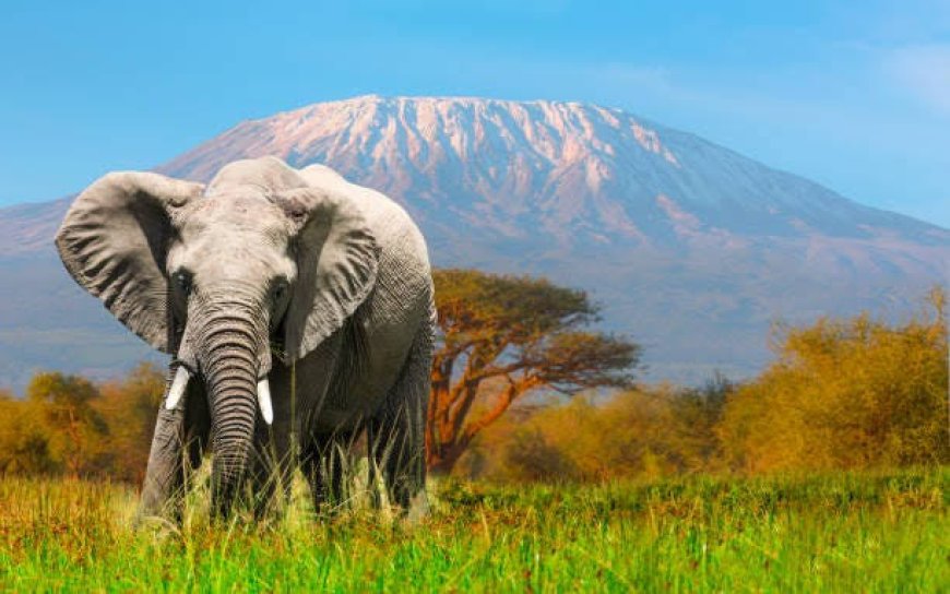 Perusing Kenya's Most Fascinating Tourist Destinations Sites for a Perfect Holiday Takeout