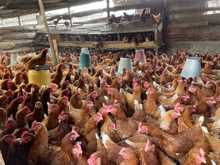 Feathers and Fortunes: Understanding the trick for Poultry Farming