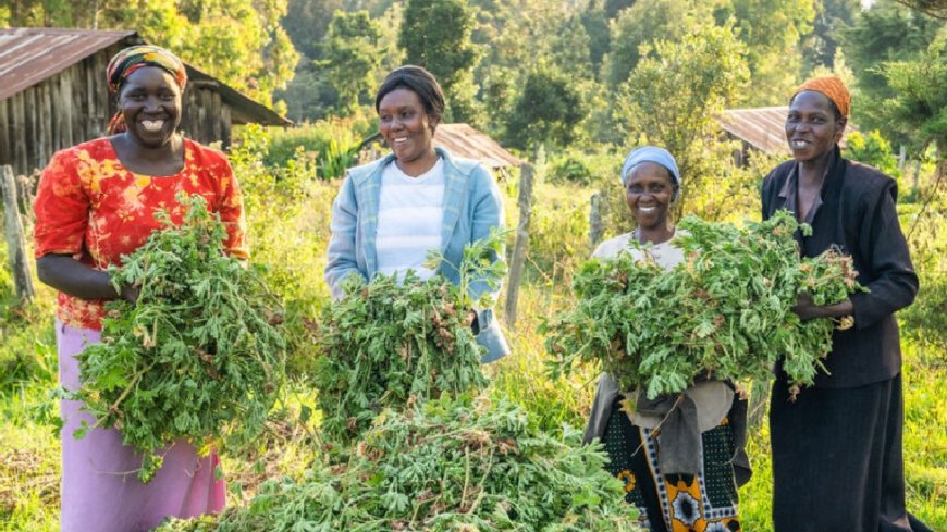 Kenya’s sustainable agriculture revolution, a new breath for the Maasai Mara