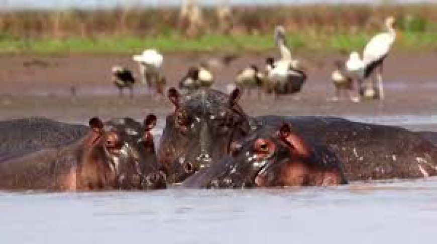 Safeguarding wetlands in Kenya